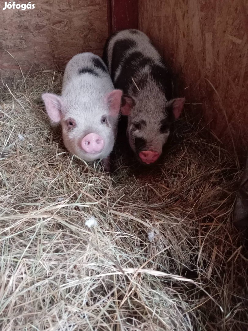 Vietnámi csüngőhasú koca malacok eladók, cserélhetők! 