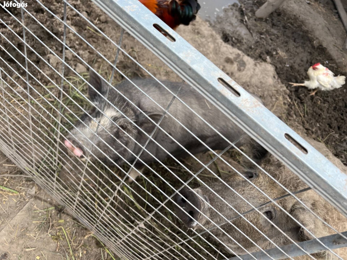 Vietnámi csüngőhasú malac