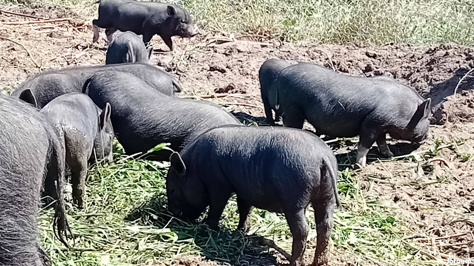 Vietnámi csüngőhasú malacok eladók