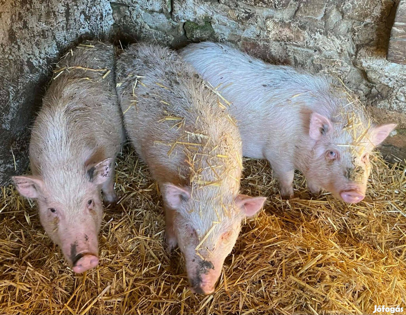 Vietnámi csüngőhasú sertés, koca süldő