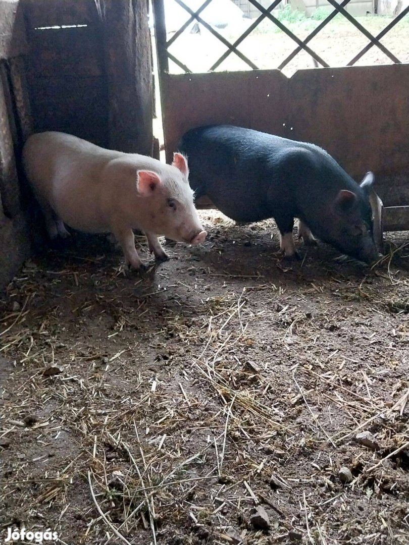 Vietnámi csüngöhasú süldők eladók