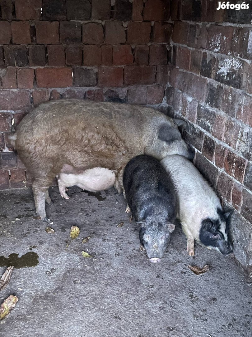 Vietnámi és mangalica  eladó