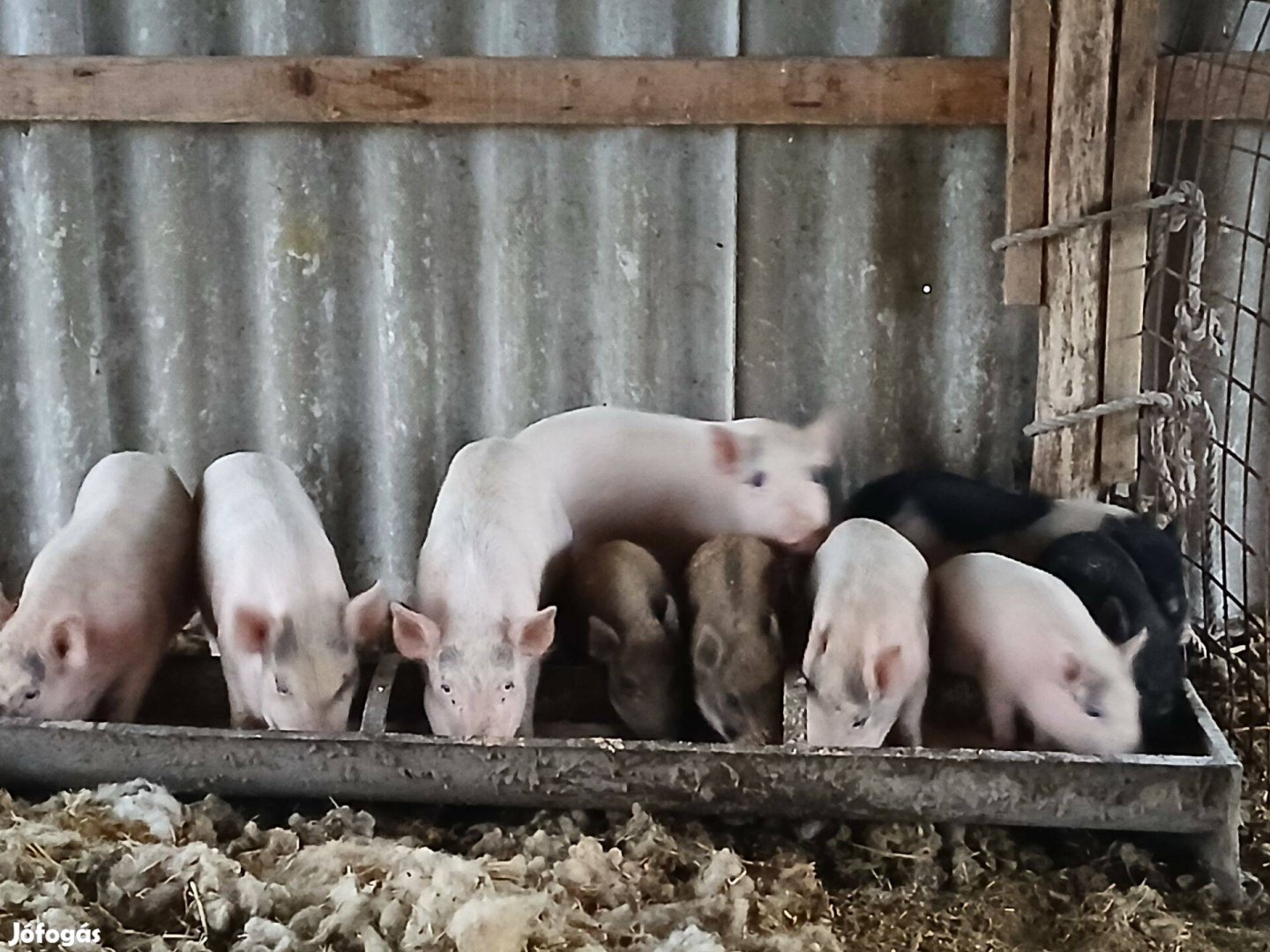 Vietnámi és vietnámi keverék kanmalacok eladók