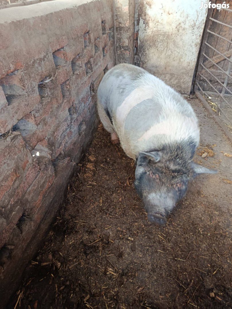 Vietnámi hízók és pindur süldők