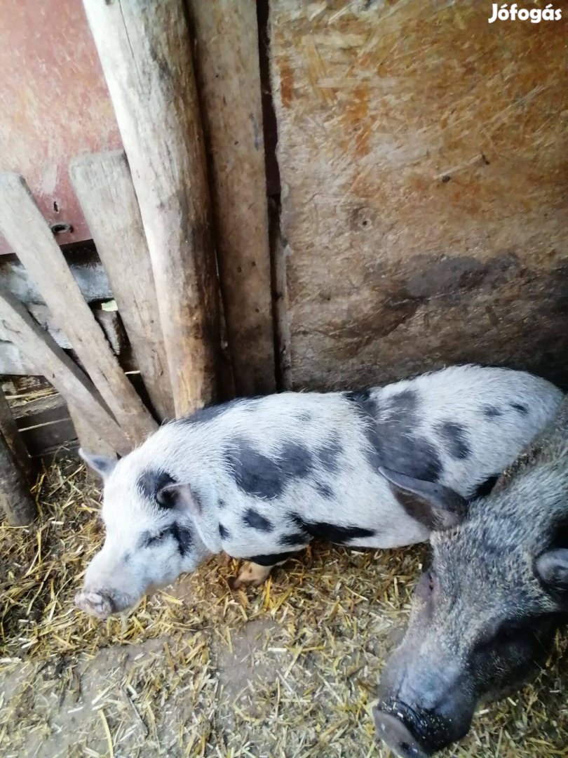 Vietnámi kan eladó csere is érdekel