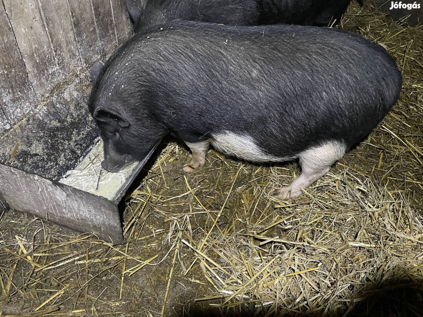 Vietnámi keverék hasas koca eladó