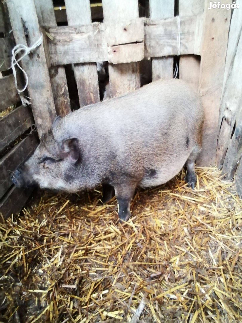 Vietnámi keverék hizo eladó