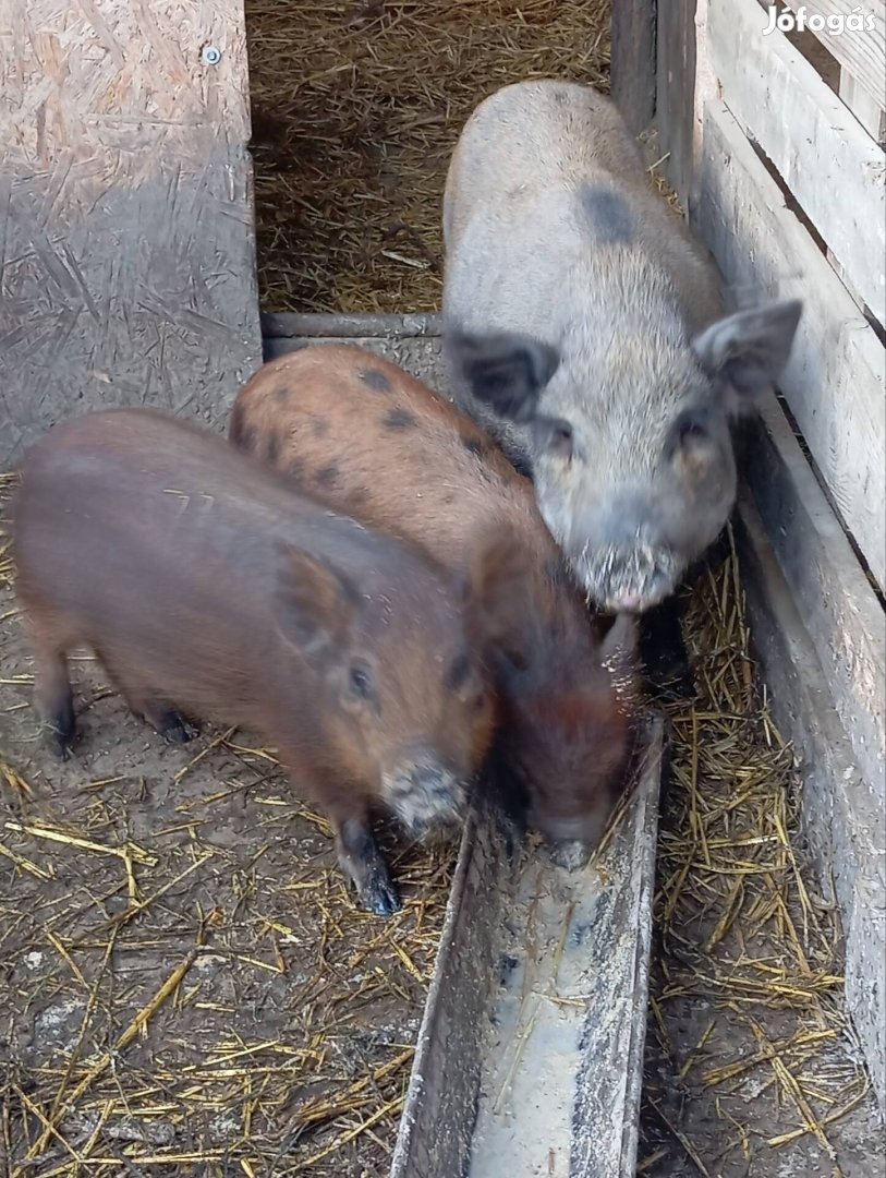 Vietnámi keverék malacok eladók 