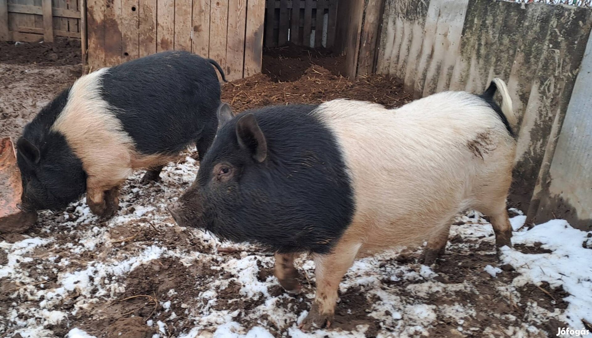 Vietnámi keverék süldők 