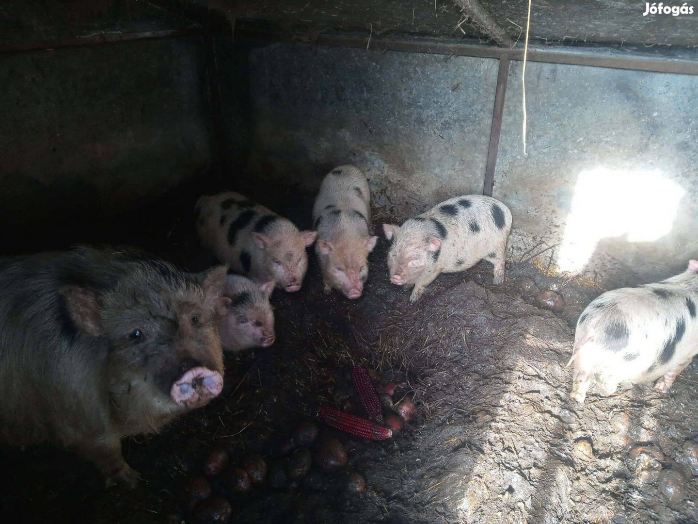 Vietnámi malacok elkeltek