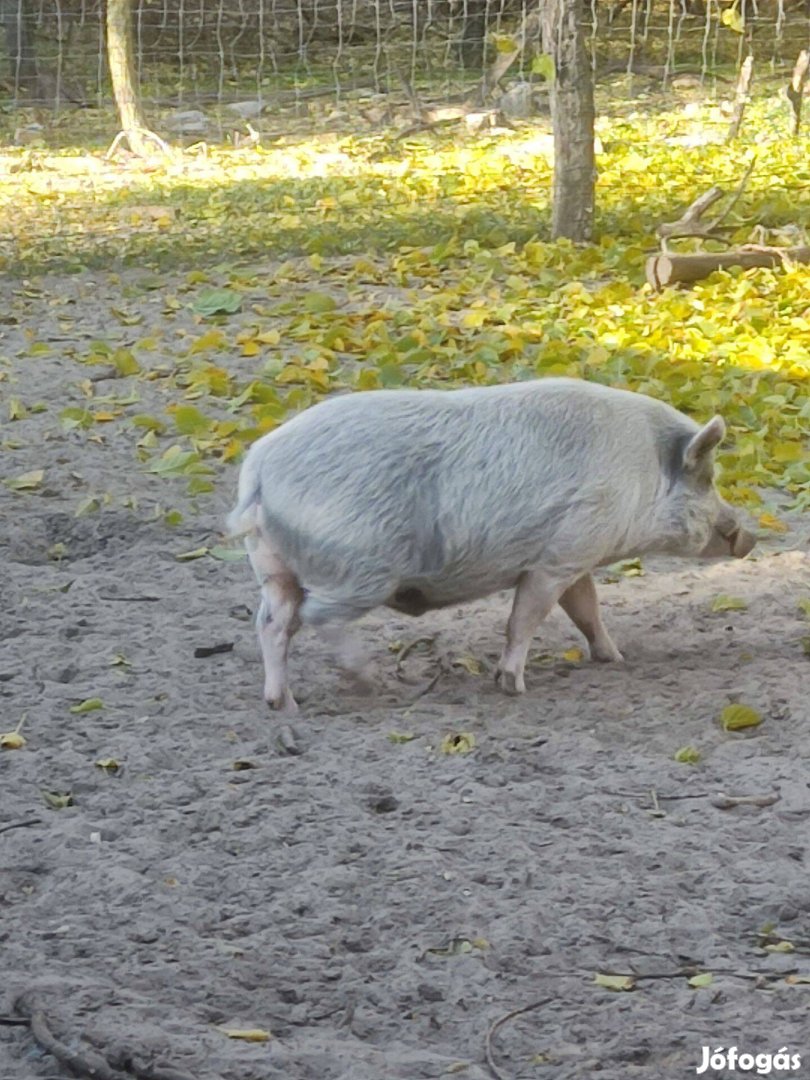 Vietnámi nagyfehér ártán disznó eladó