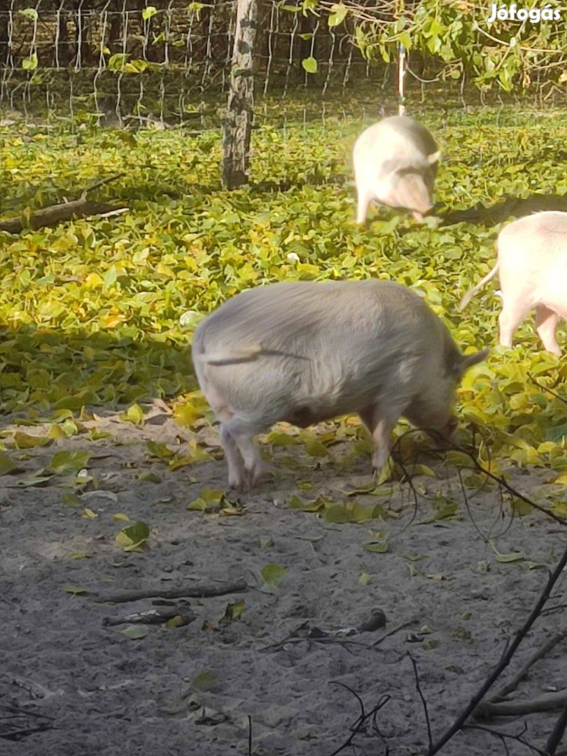 Vietnámi nagyfehér keverék ártán