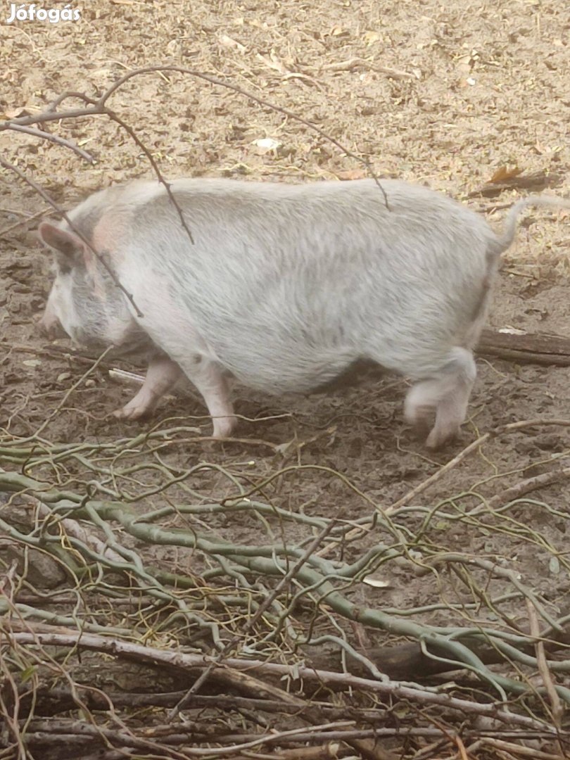 Vietnámi nagyfehér kis hizok eladó