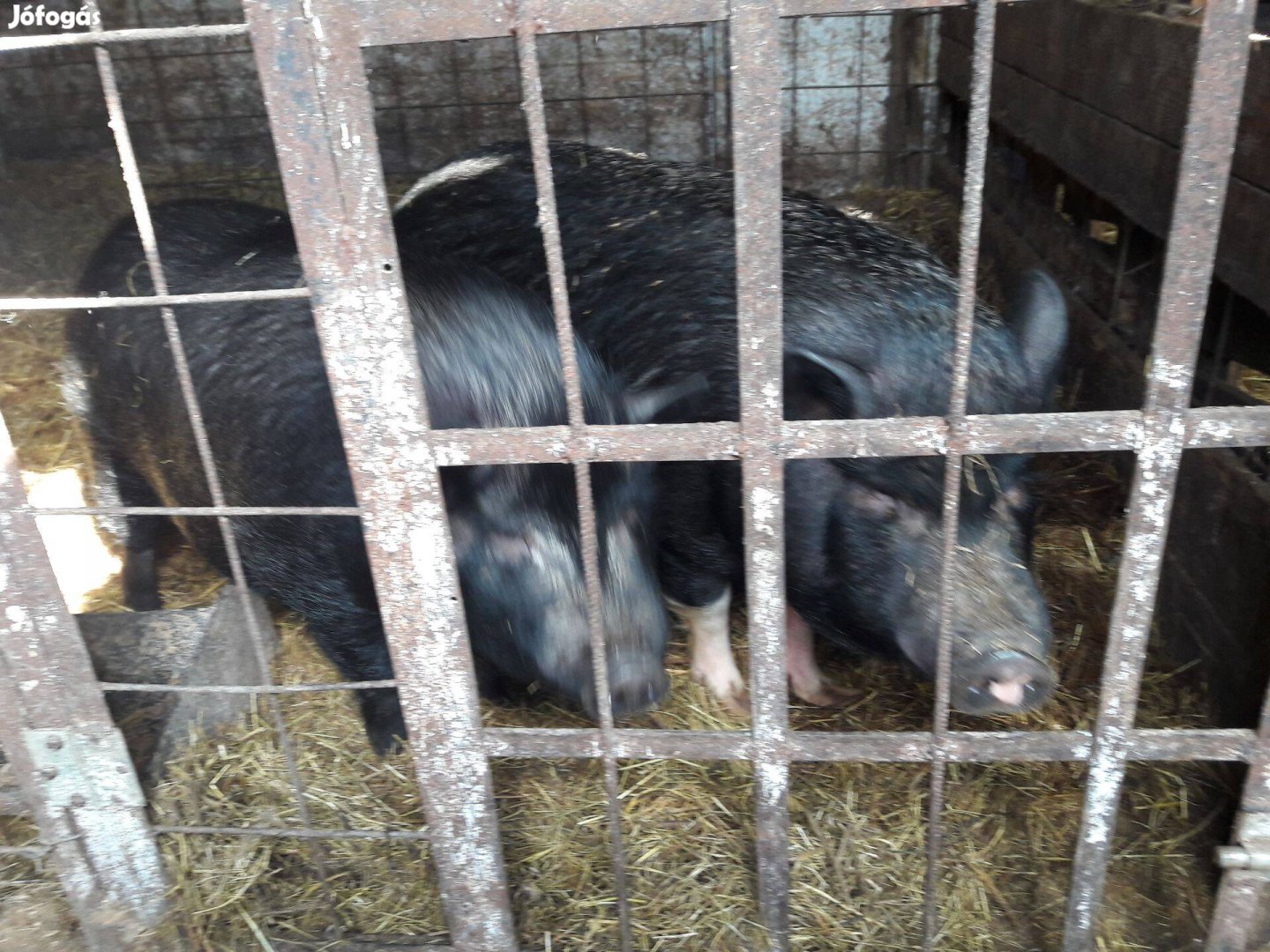 Vietnámi sertés eladó