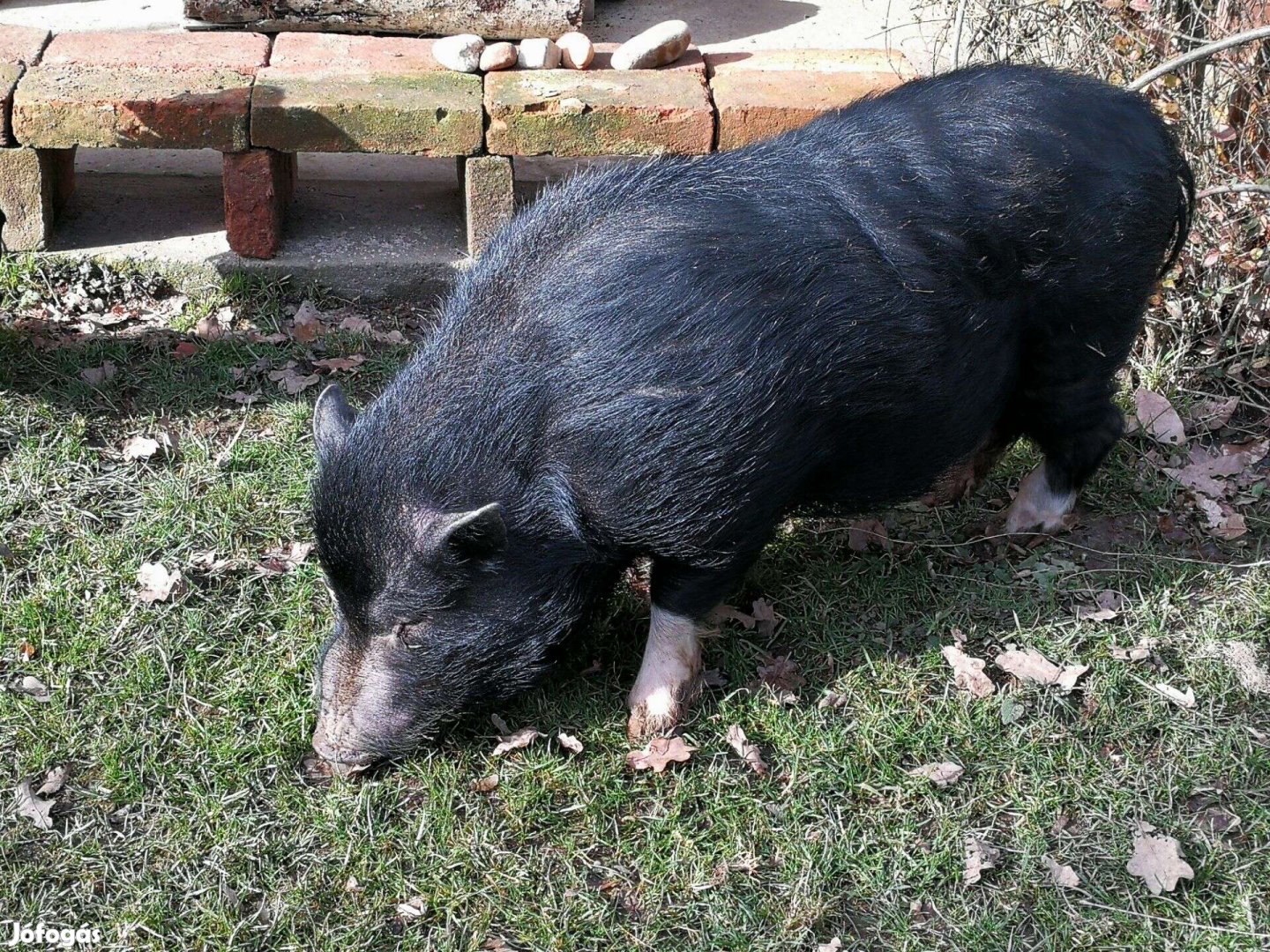 Vietnámi sertés eladó