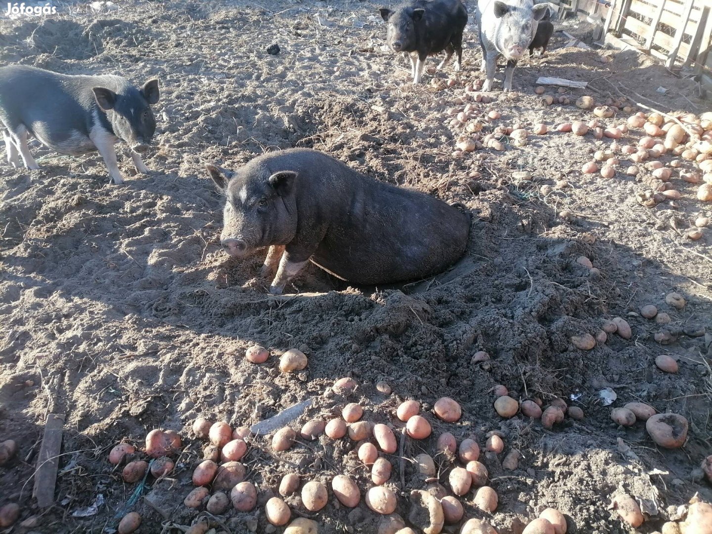 Vietnámi választási malacok, disznók