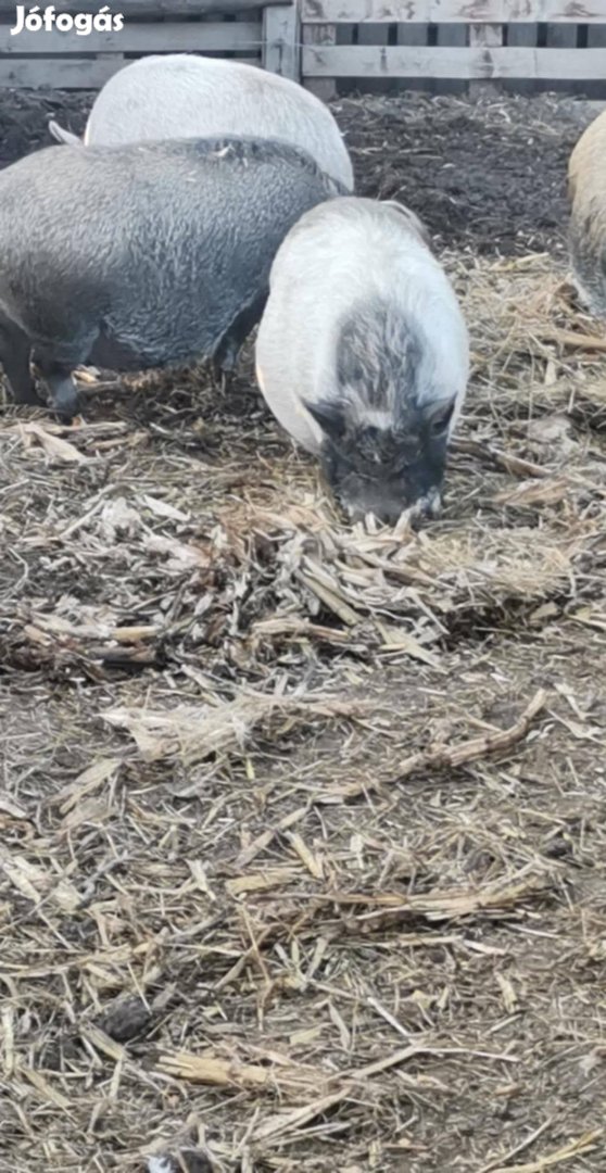 Vietnámi x mangalica kocák eladók,cserélhetök!