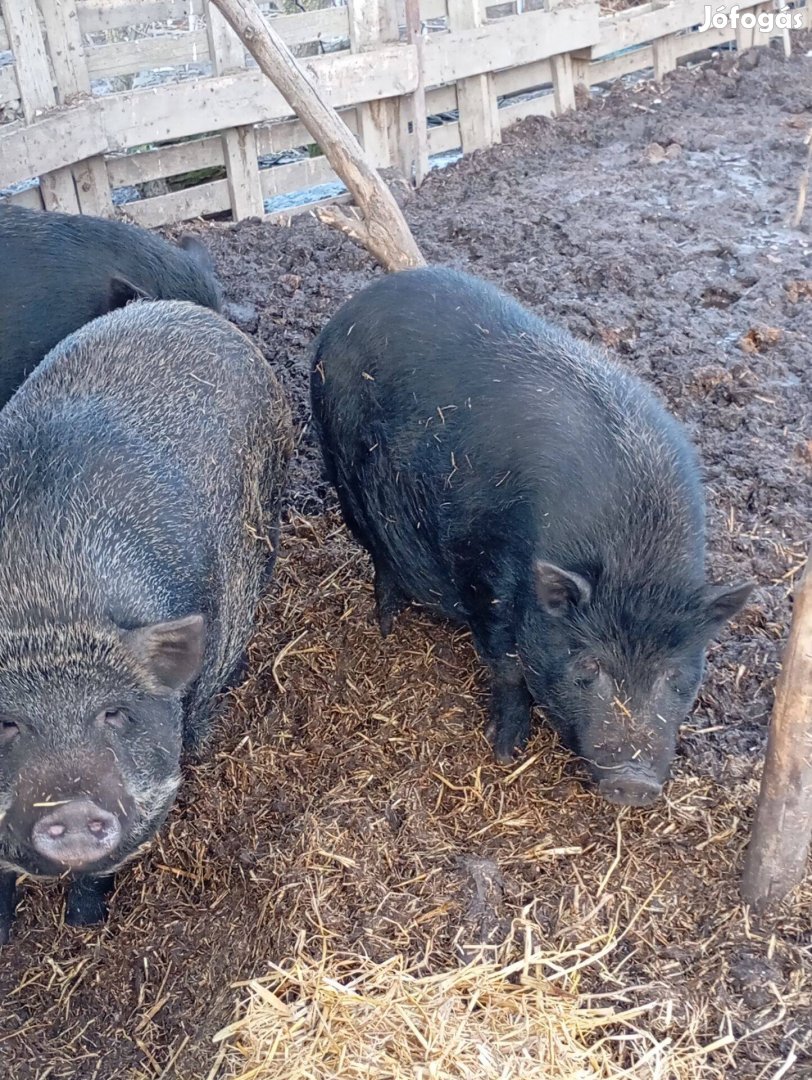 Vietnámiak eladók vagy csere