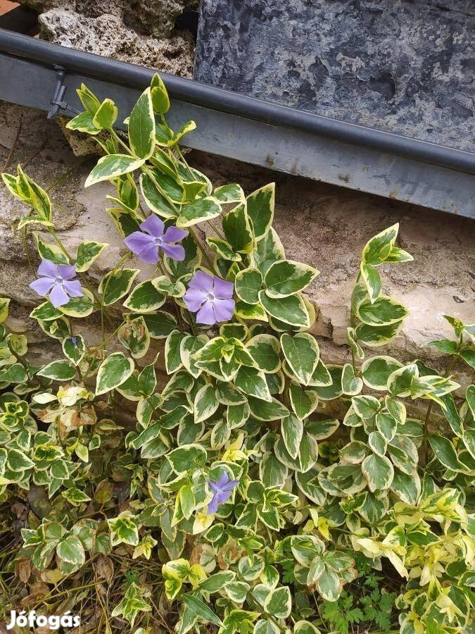 Vinca major variegata Nagy télizöld