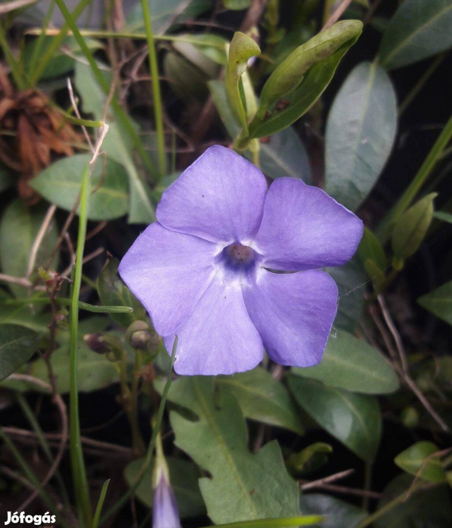 Vinca minor Kis télizöld kék virágú sziklakerti talajtakaró