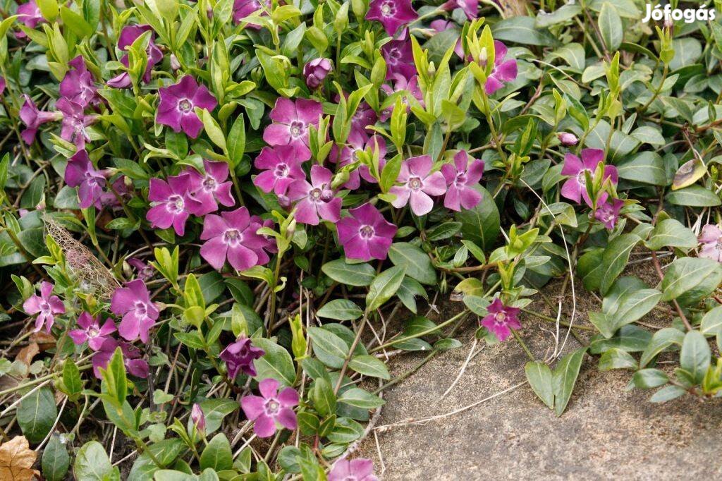 Vinca minor Kis télizöld lila virágú talajtakaró örökzöld