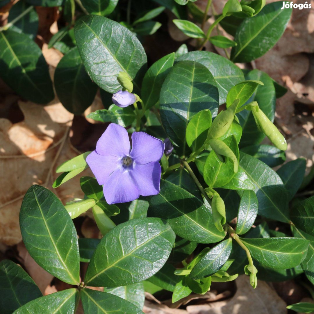 Vinca minor (Kis meténg) kis télizöld talajtakaró konténeres örökzöld