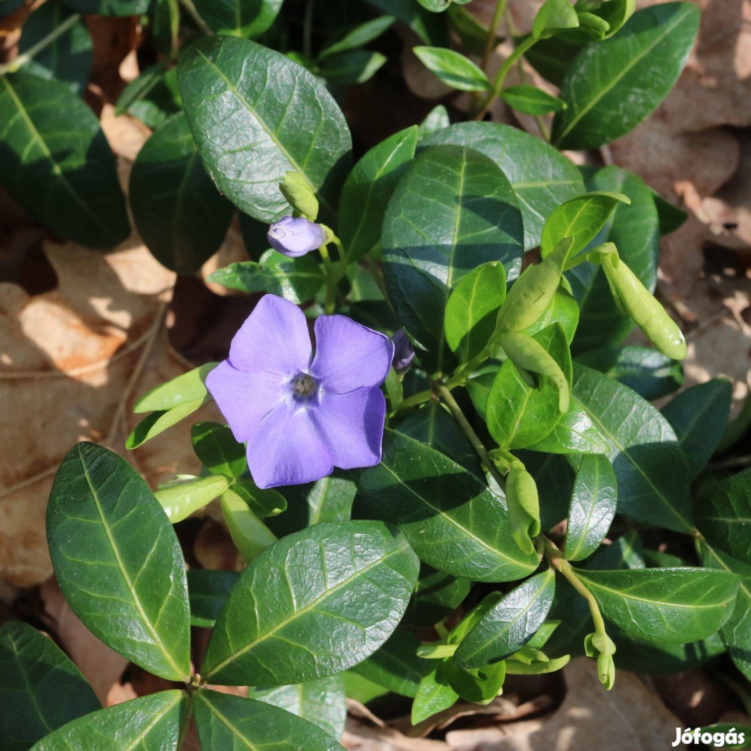 Vinca minor (Kis meténg) örökzöld kis télizöld talajtakaró konténerben