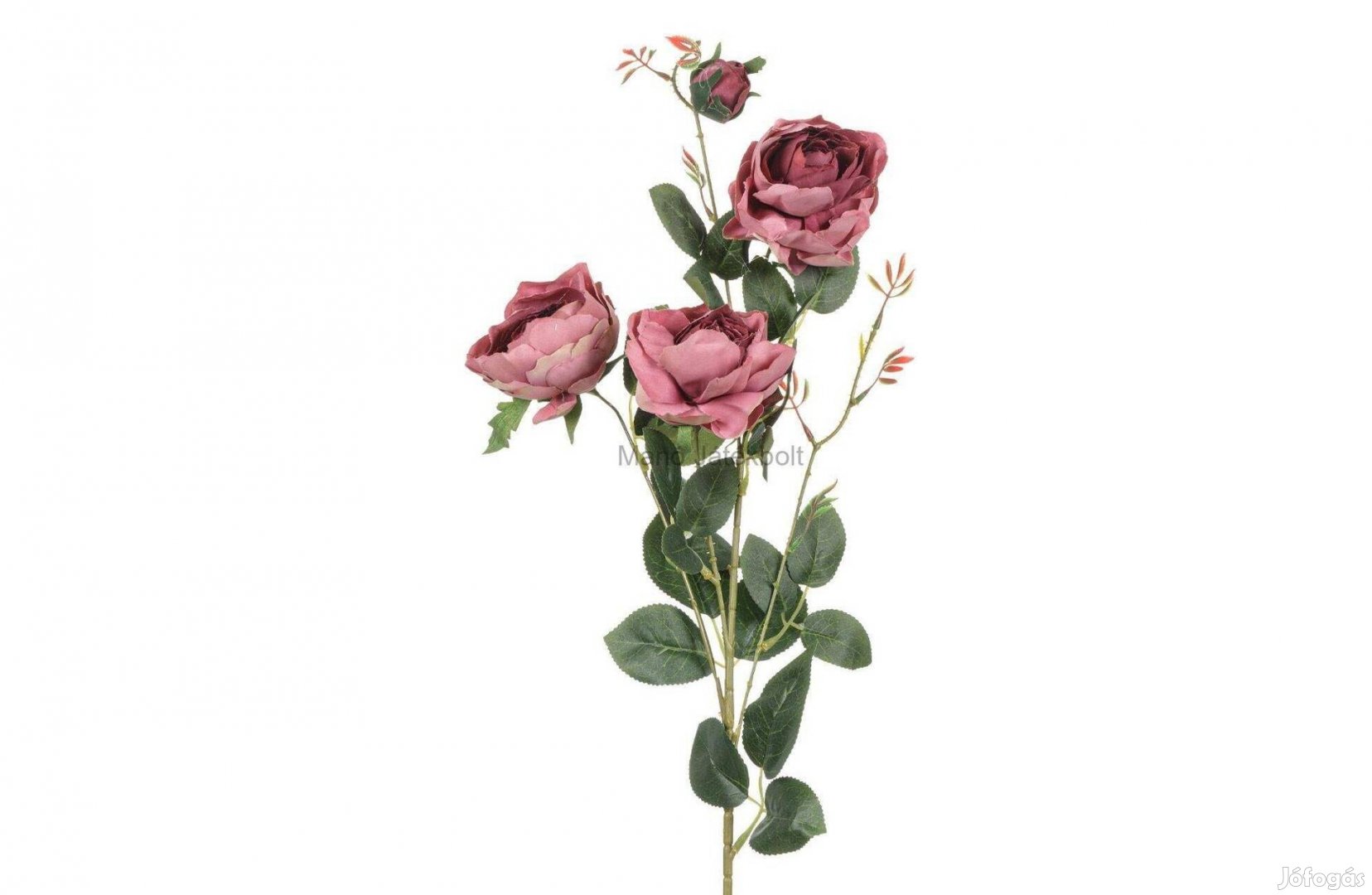 Virág Dekoratív Kőris Pink Rose 85 cm