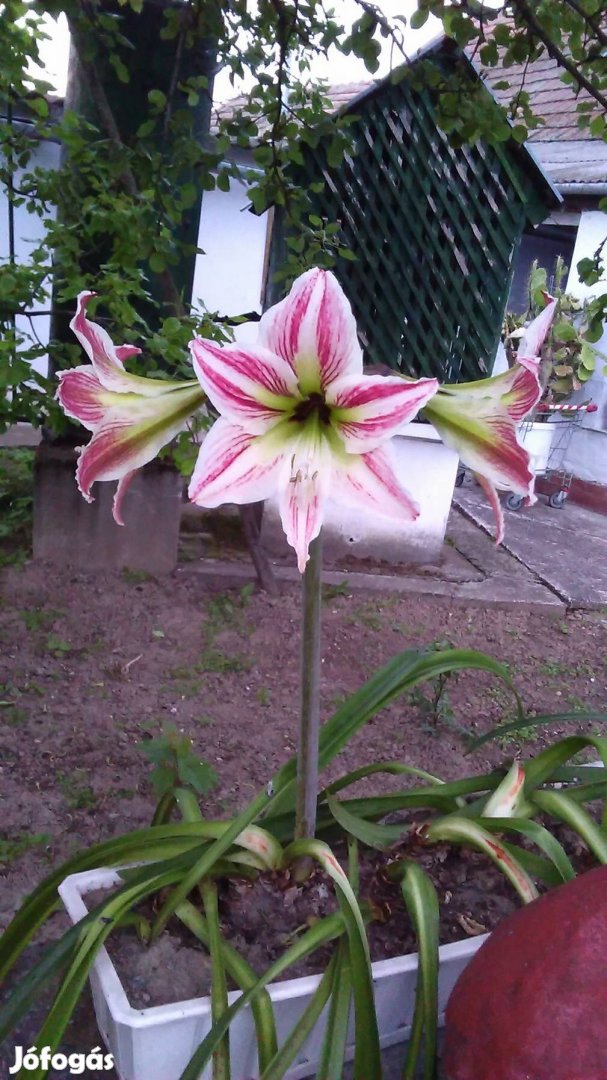 Virág és virágtartók eladók