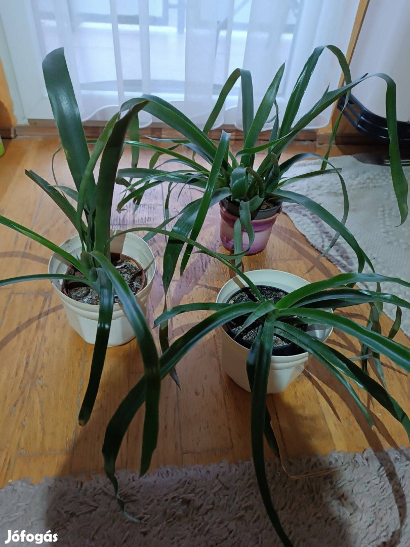 Virág helyhiány miatt eladó