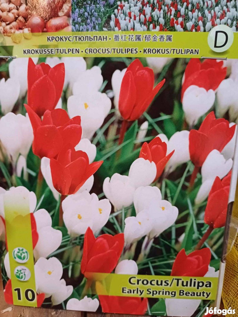 Virághagymák nagy választékban - tulipán,nárcisz,jácint,krókusz,egyéb