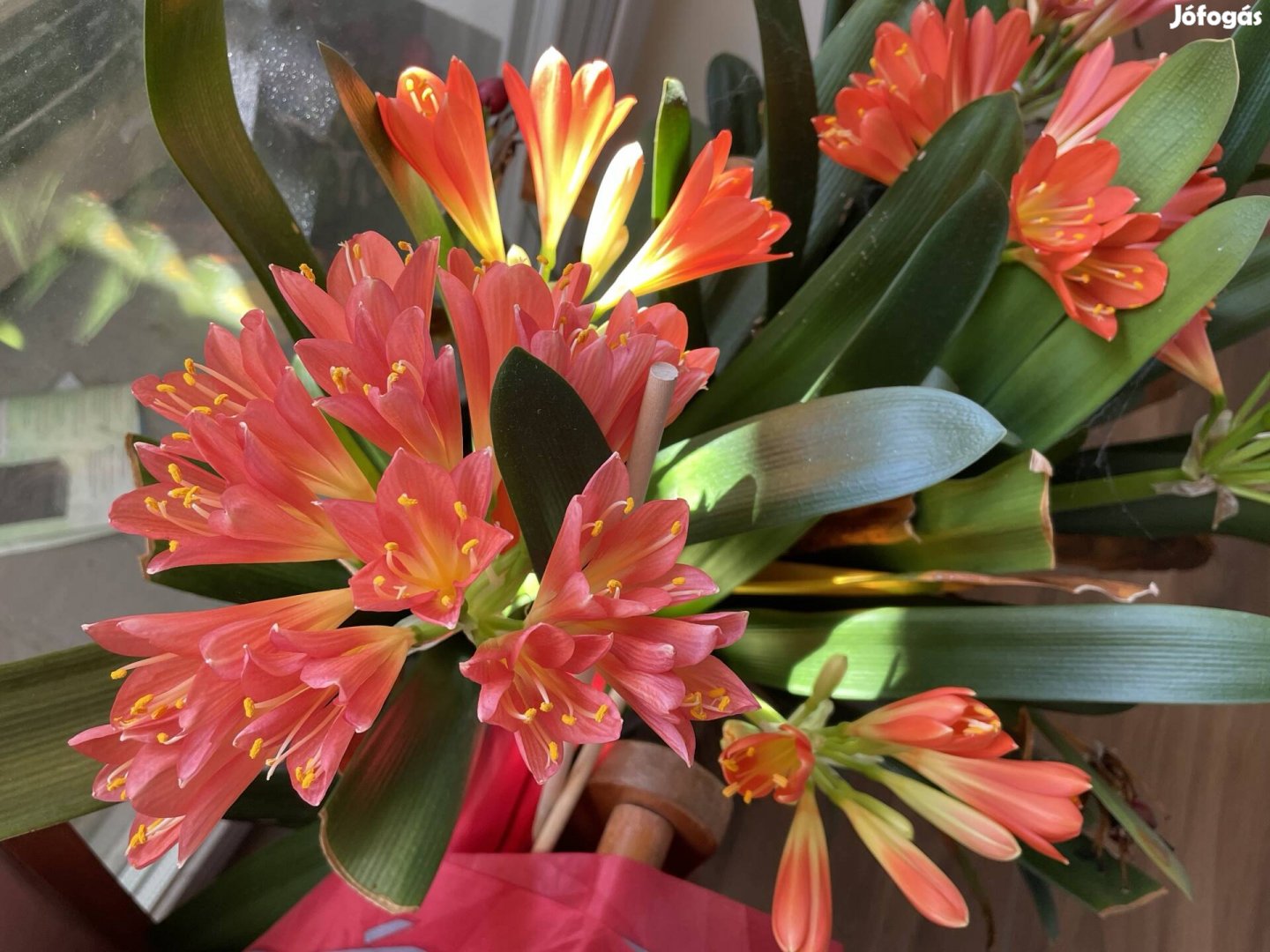 Virágzó Clivia nagy cserépben, több töves virág