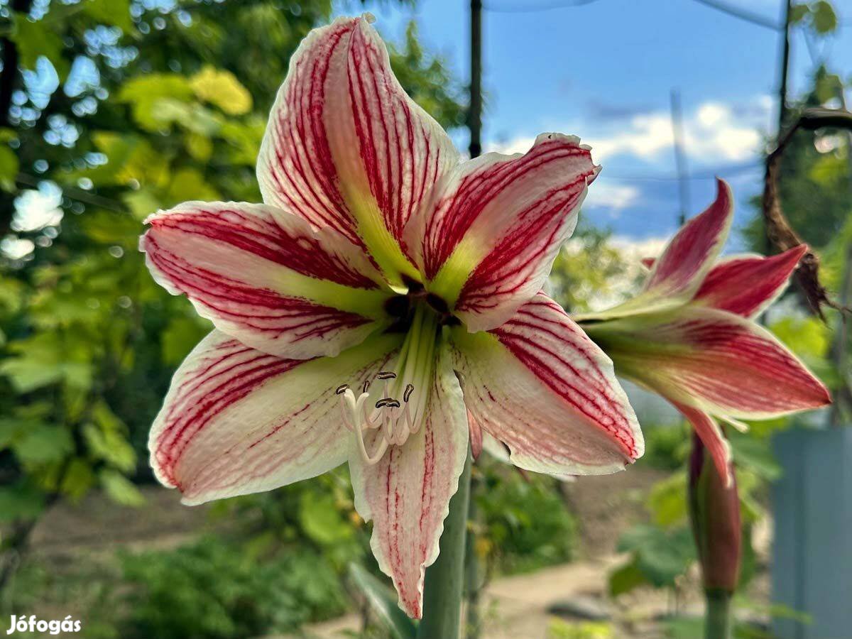 Virágzó amarillisz 80 cm - Hippeastrum cserépben