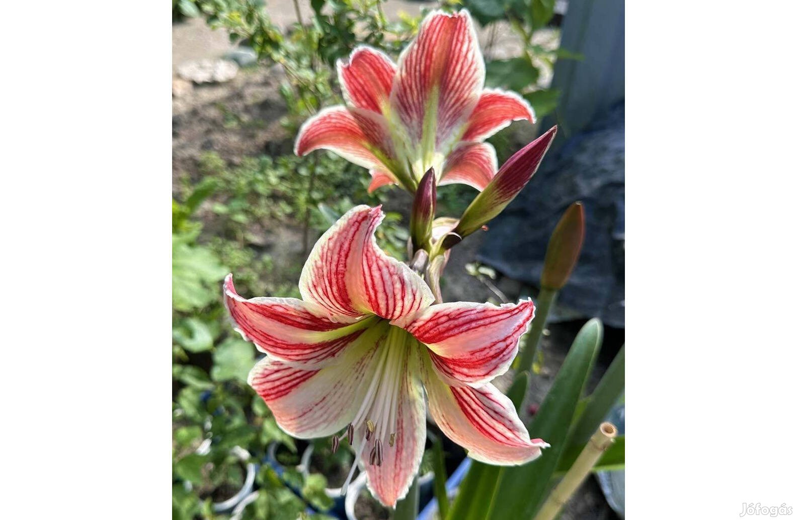 Virágzó amarillisz 80 cm - Hippeastrum cserépben