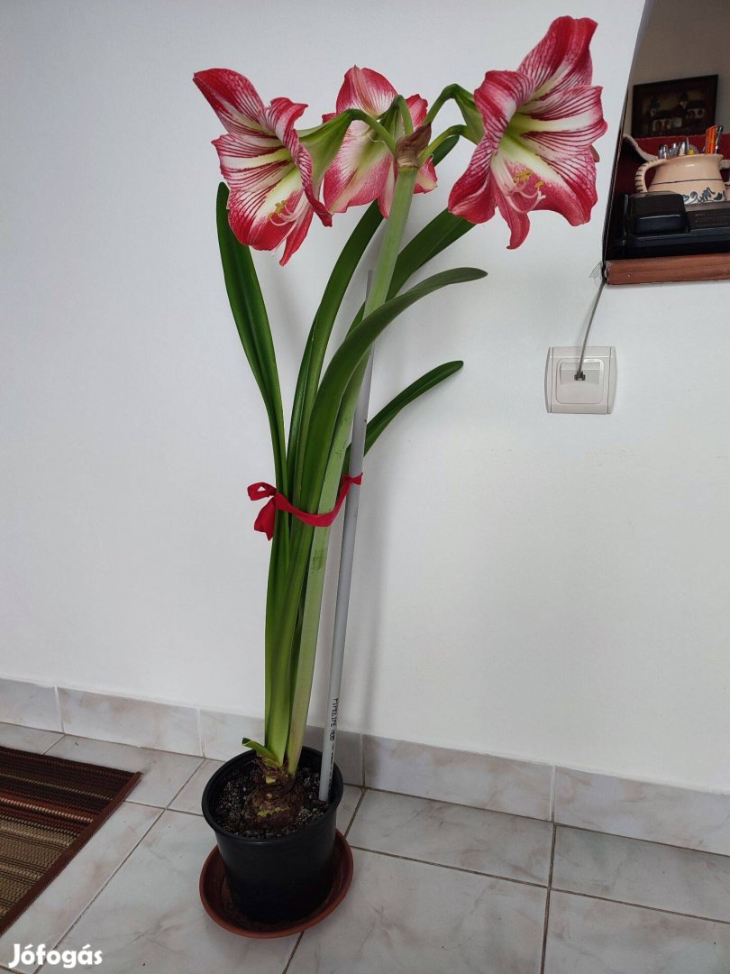 Virágzó amaryllis