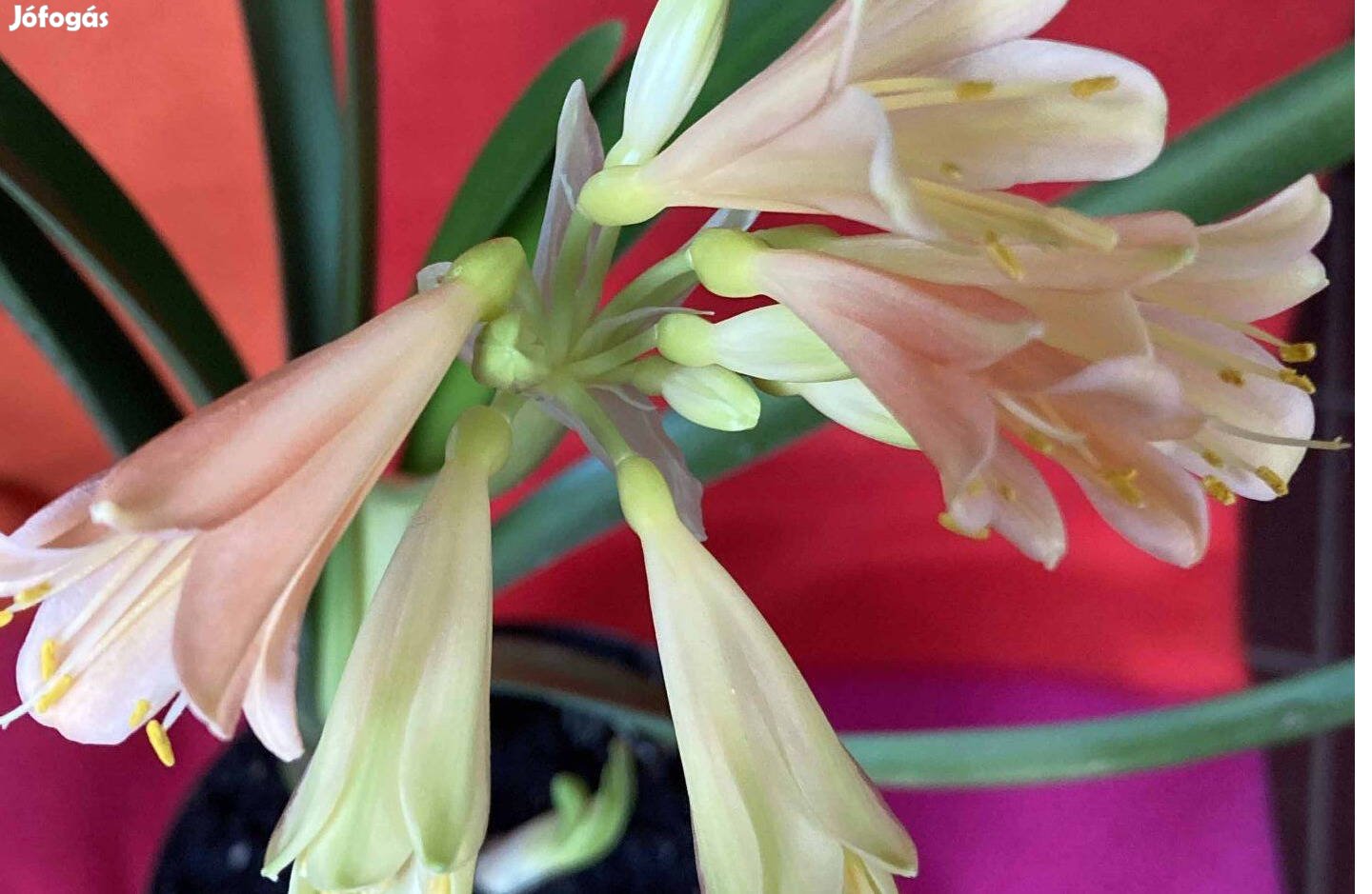 Virágzó clivia