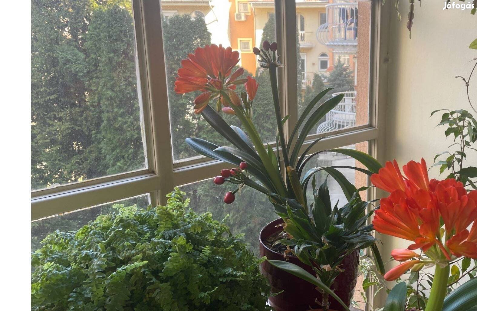 Virágzó clivia eladó Újpesten