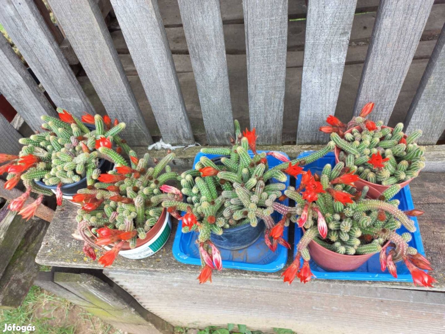 Virágzó kaktusz eladó
