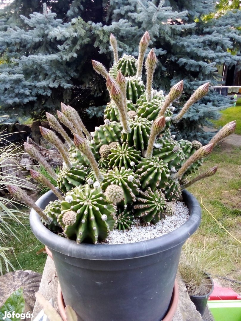 Virágzó kaktuszok 