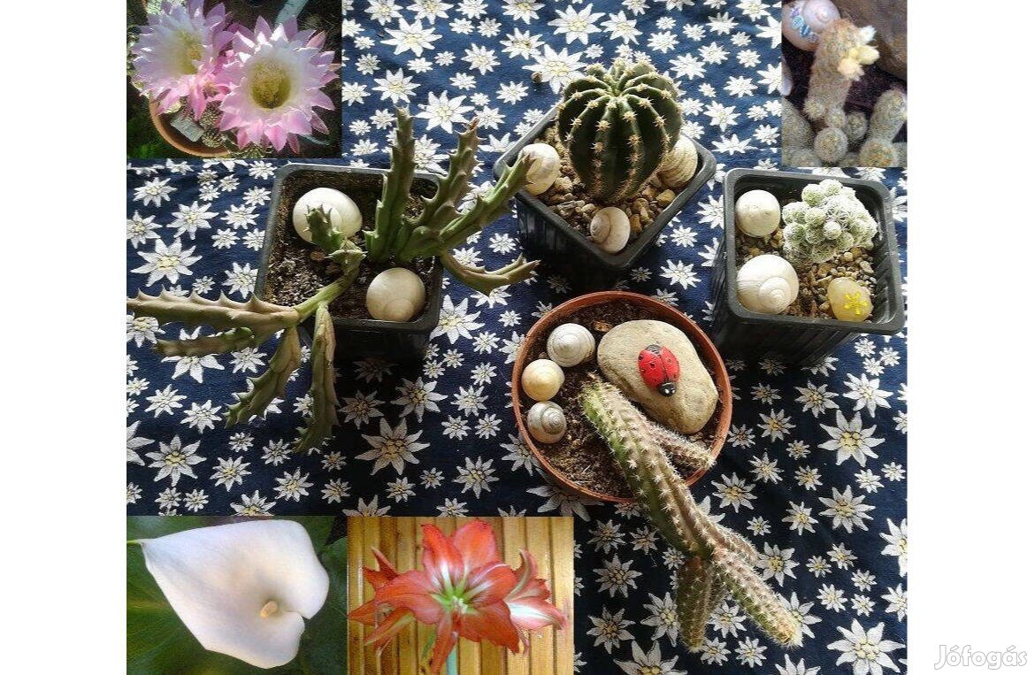 Virágzó kis kaktuszok