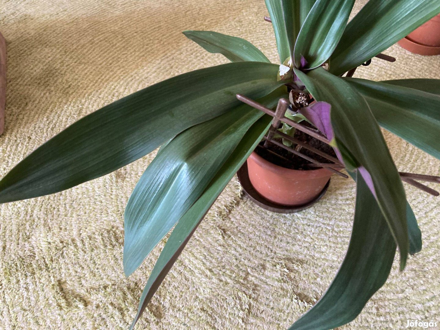 Virágzó lándzsalevél szobanövény