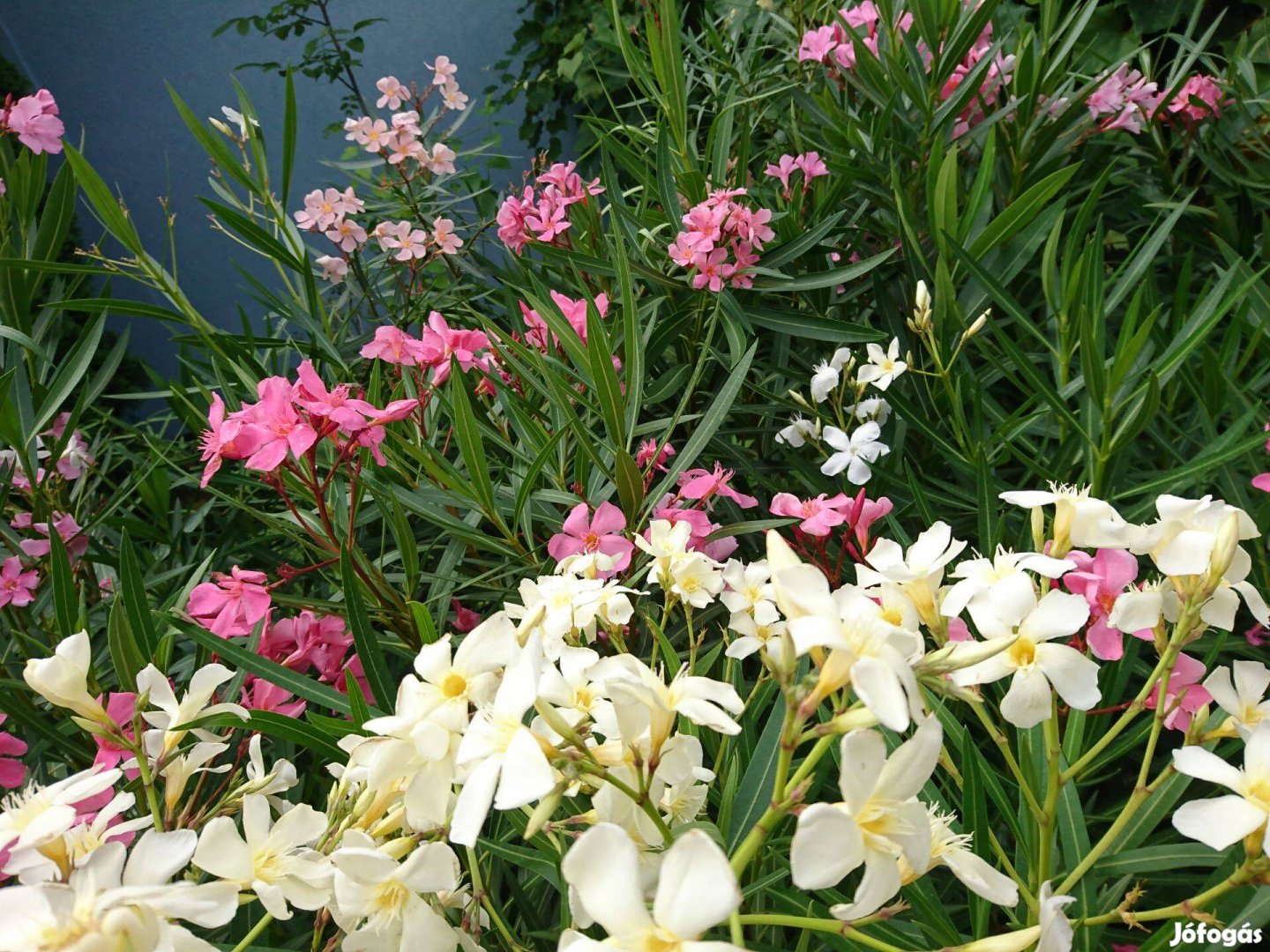 Virágzó leander növények 10-12 literes ültető konténerekben eladó