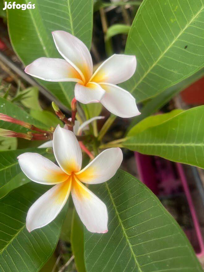 Virágzó plumeria