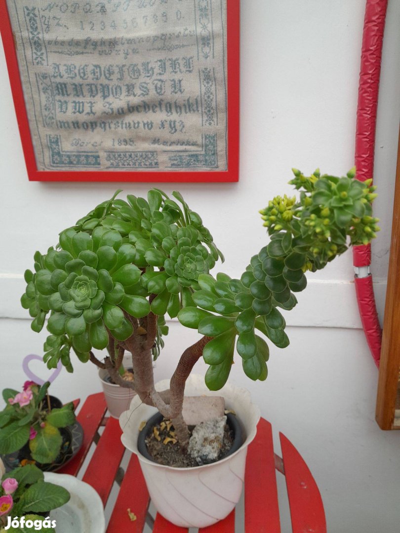 Virágzó szoba-kerti növény