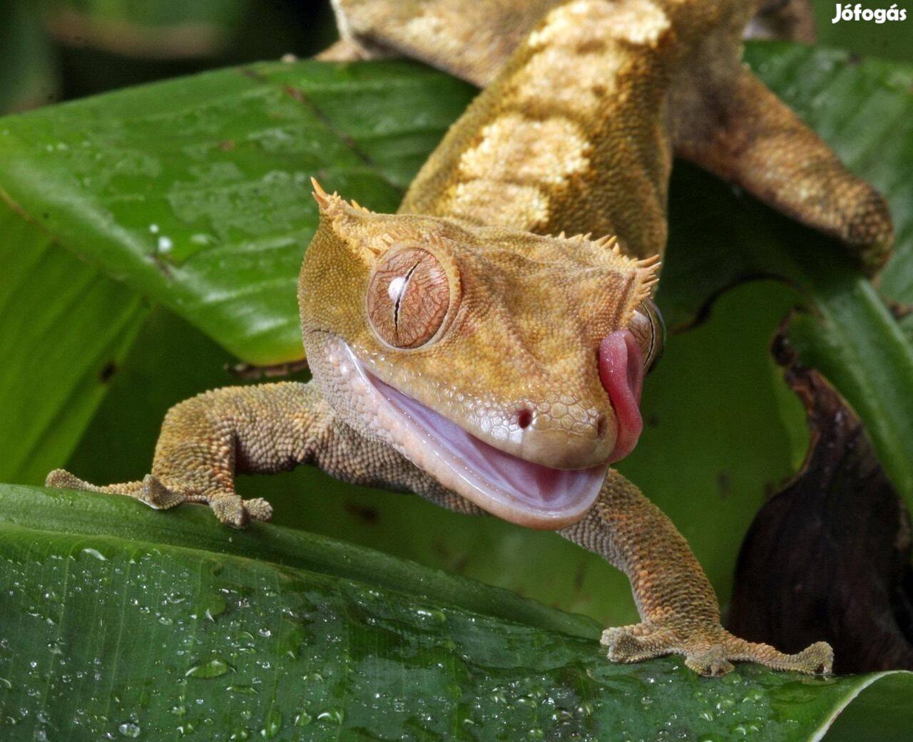 Vitorlás Gekkó Kezdőcsomag