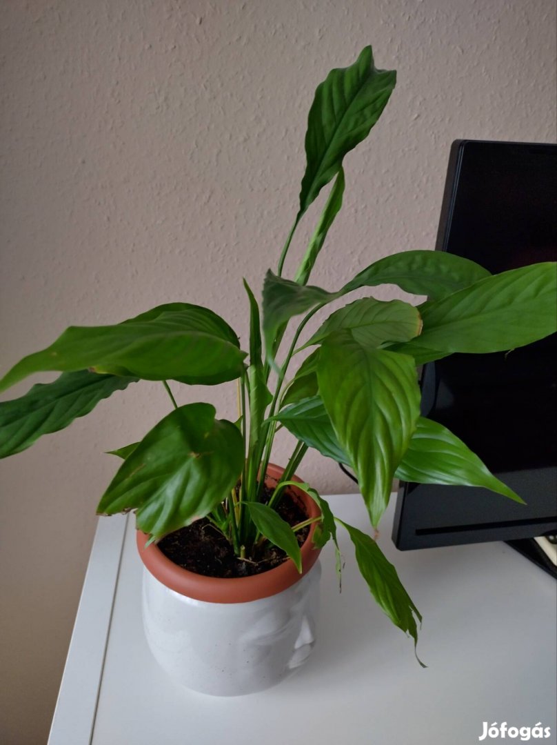 Vitorlavirág 42 cm magas 