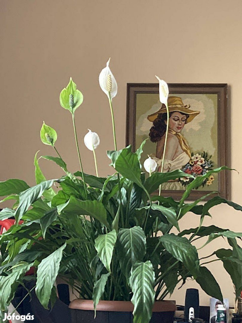 Vitorlavirág (Spathiphyllum) eladó