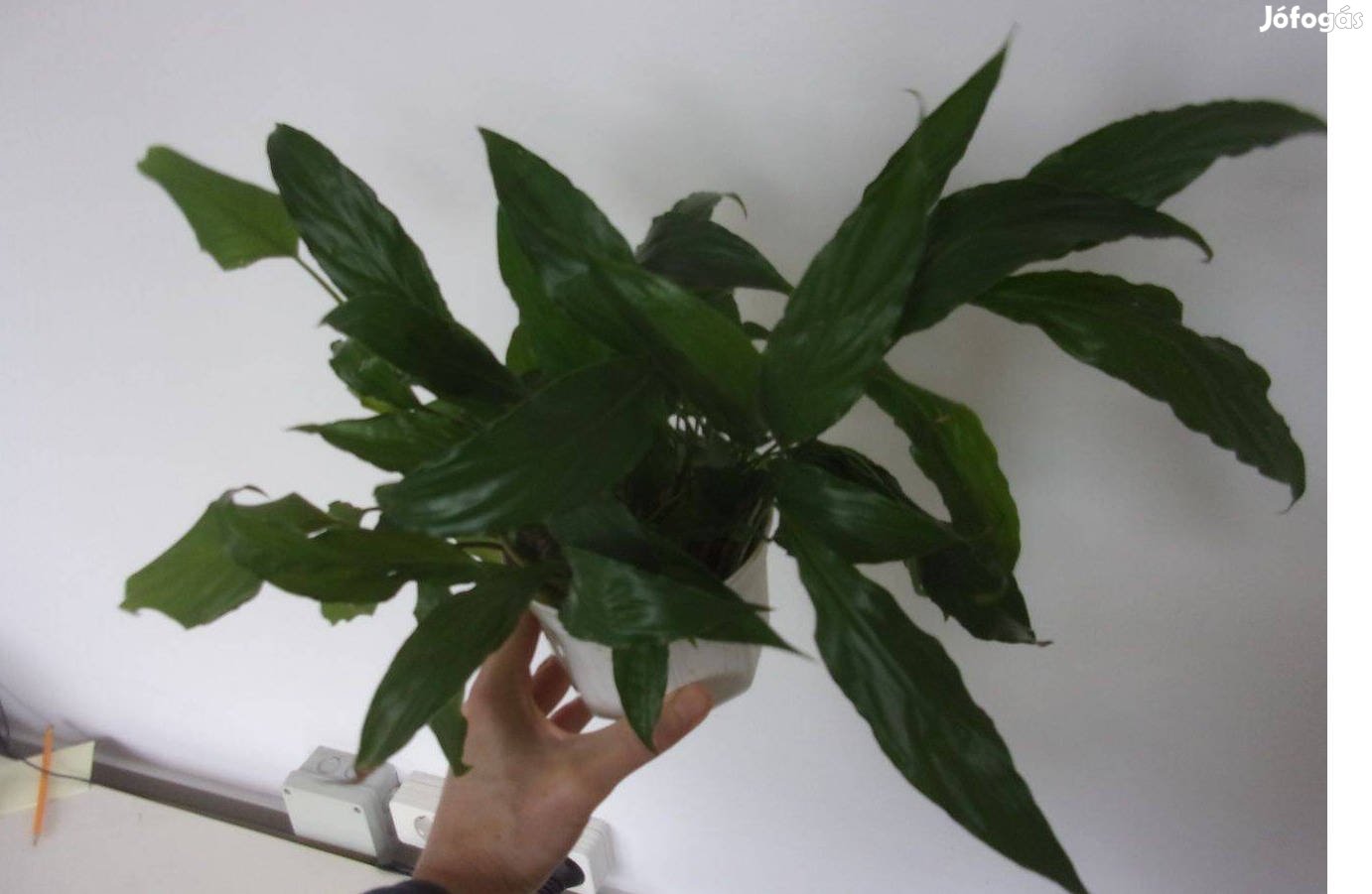 Vitorlavirág gyökeres tövek Újpest központ közelében