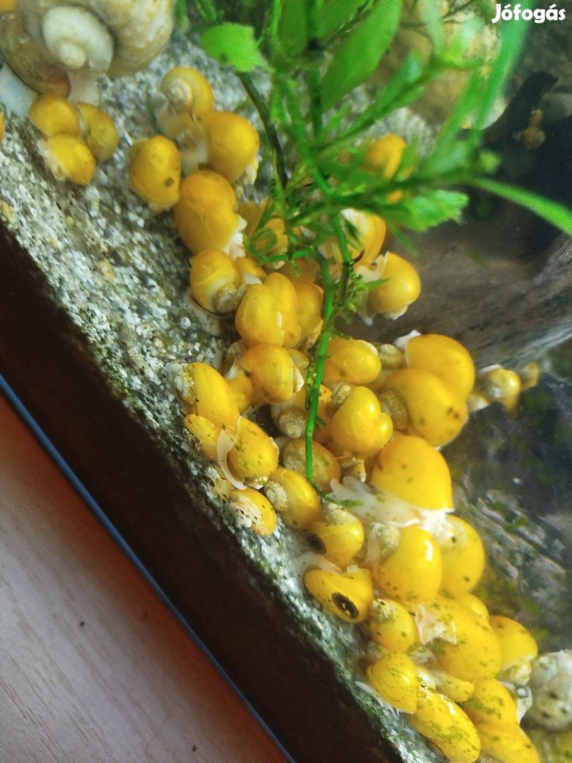 Vízi Alma Csiga eladó