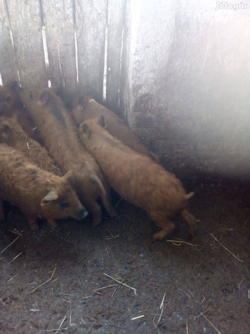 Vörös Mangalica hizók malacok eladók